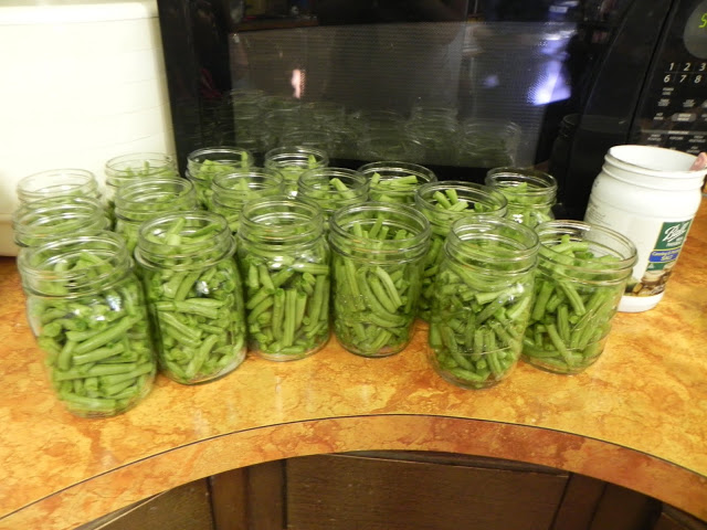 mason jars full of fresh green beans ready to be canned