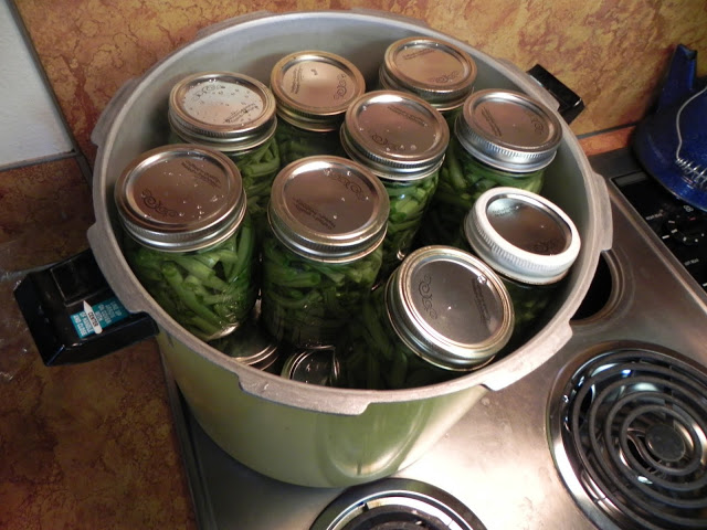 jars of green beans ready to can