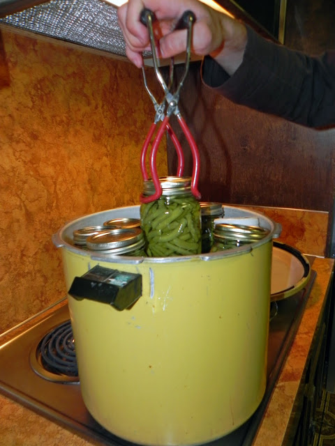 lifting home canned green beans from the pot