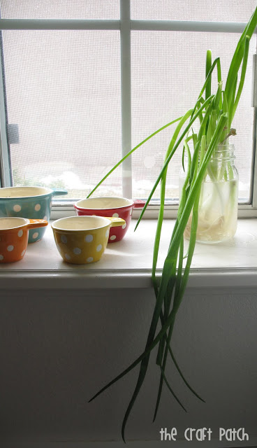 how to regrow green onions from the grocery store