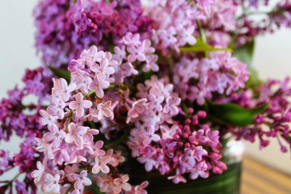 Lilacs... Just Because