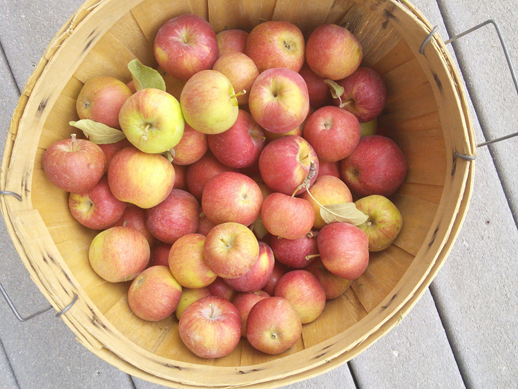 homegrown apples
